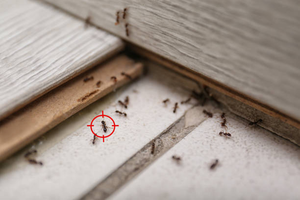 Flea Control Services in Forsgate, NJ
