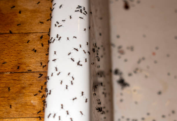 Best Wildlife Control Services  in Forsgate, NJ