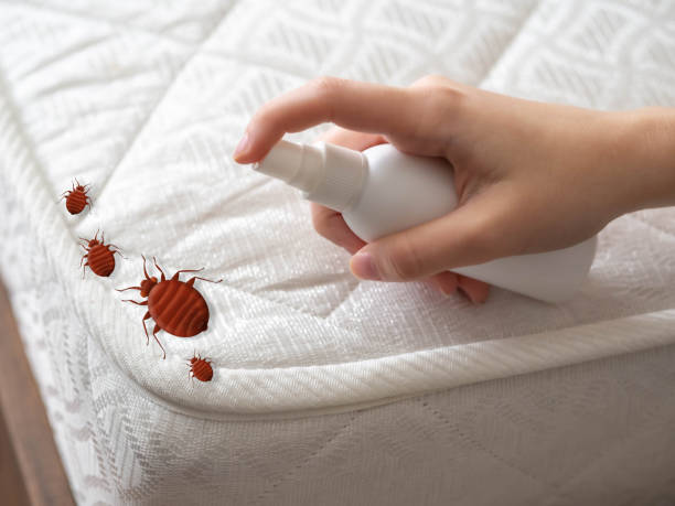 Best Termite Control Services  in Forsgate, NJ