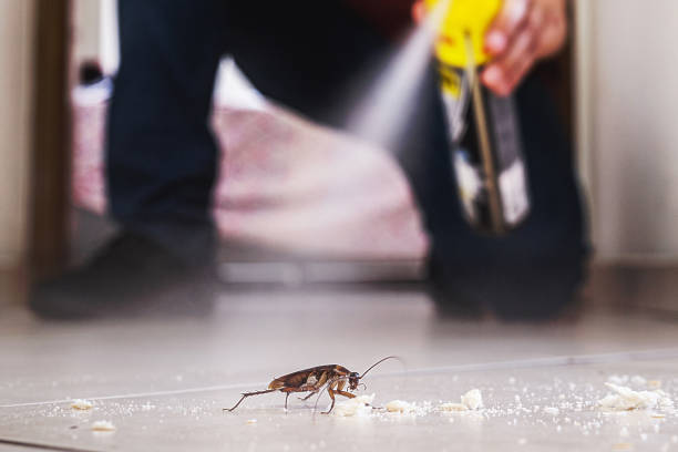 Best Spider Control Near Me  in Forsgate, NJ